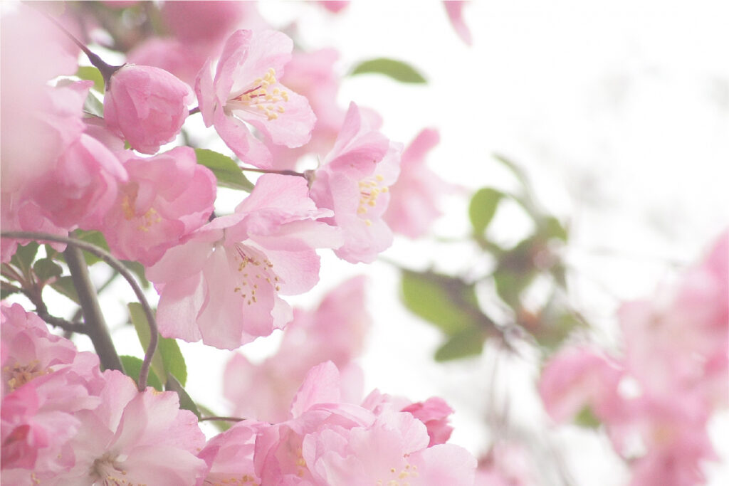 三日月堂花仙